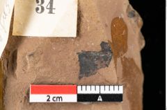 Foto (Detailansicht) von Sphaeria phaseolites Ettingshausen (NHMW-GEO-2024-0188-0034)